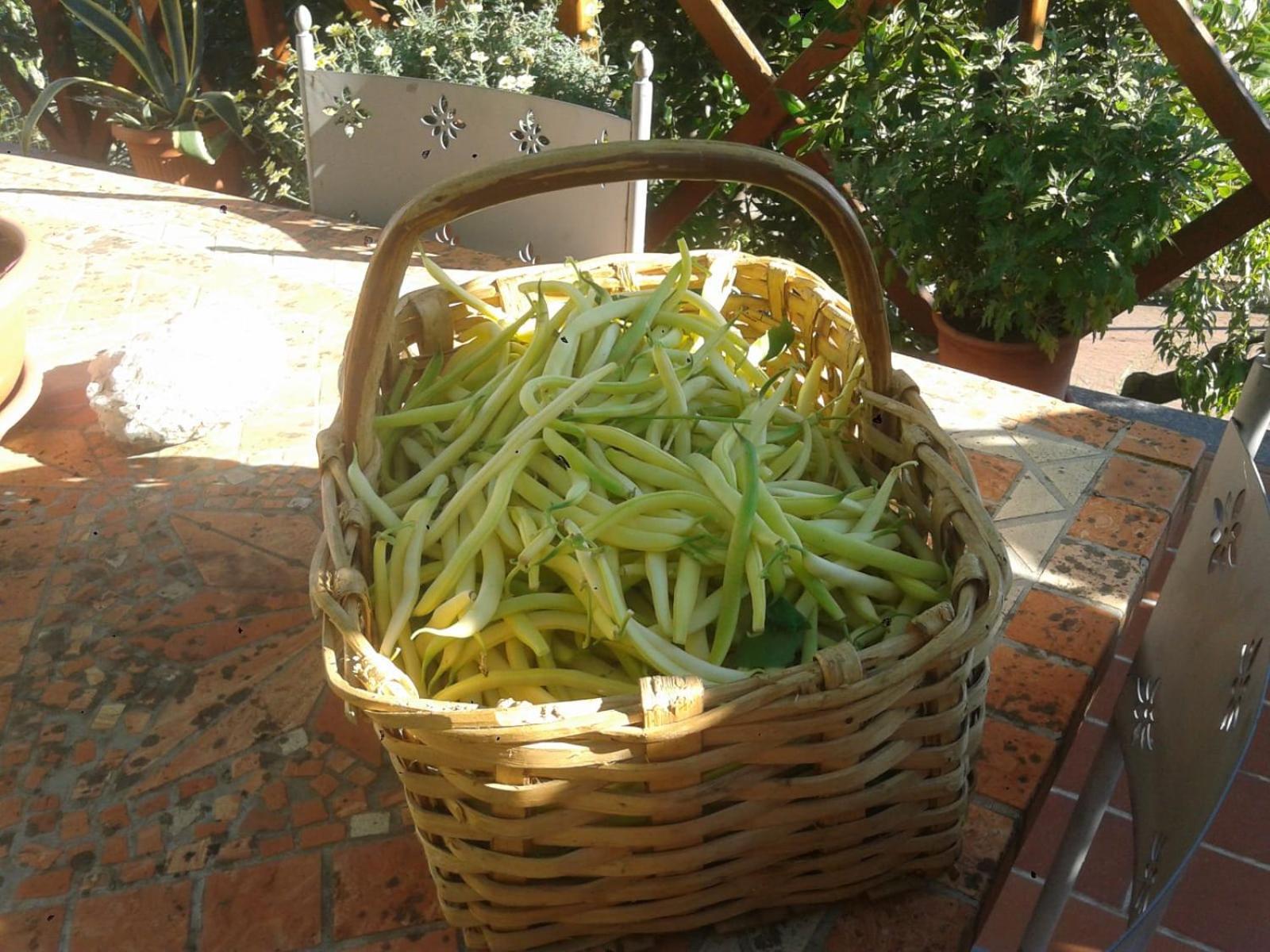 Agriturismo Caruggiu Di Via Vecchia 오르코 펠리노 외부 사진