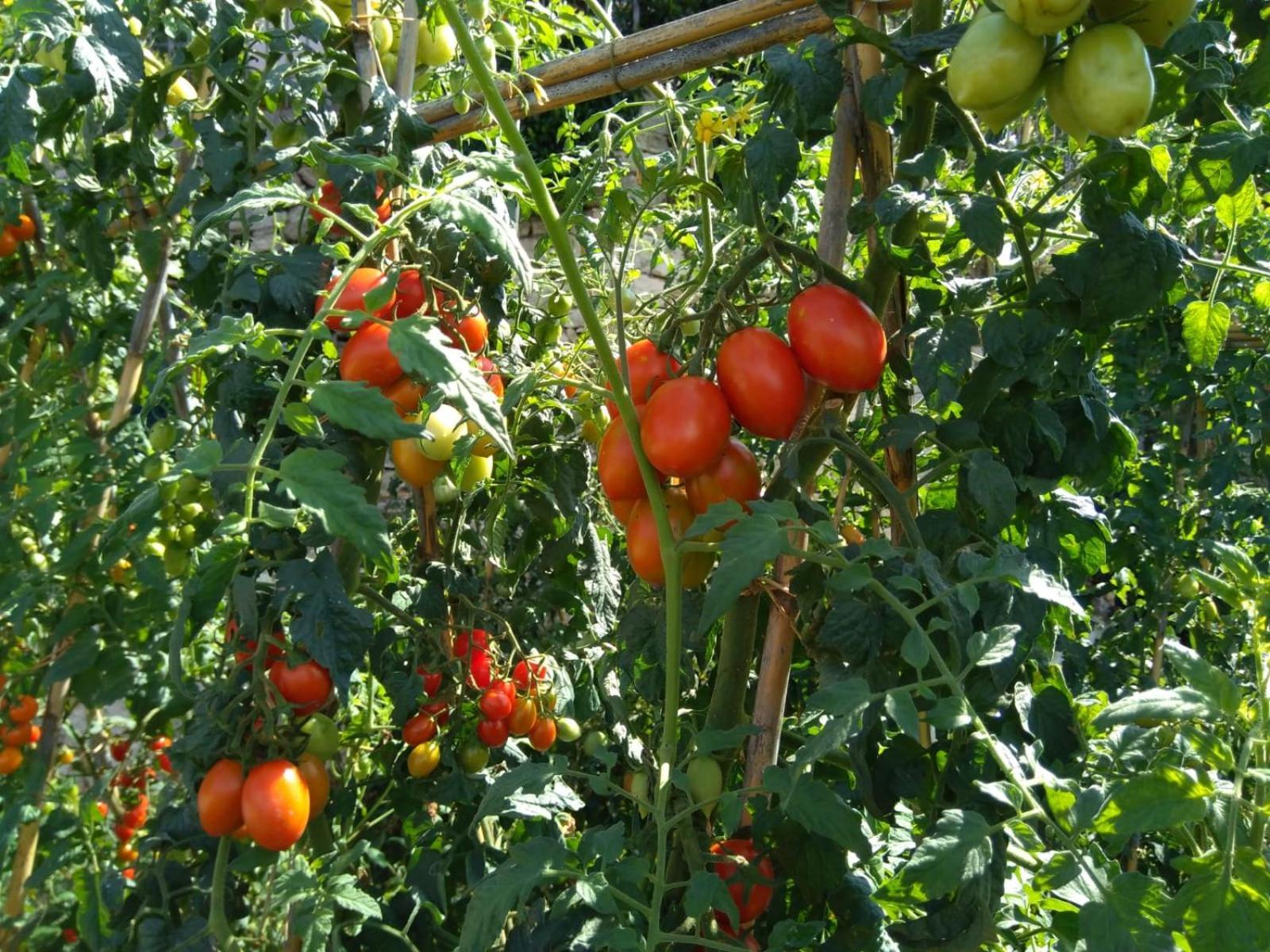 Agriturismo Caruggiu Di Via Vecchia 오르코 펠리노 외부 사진